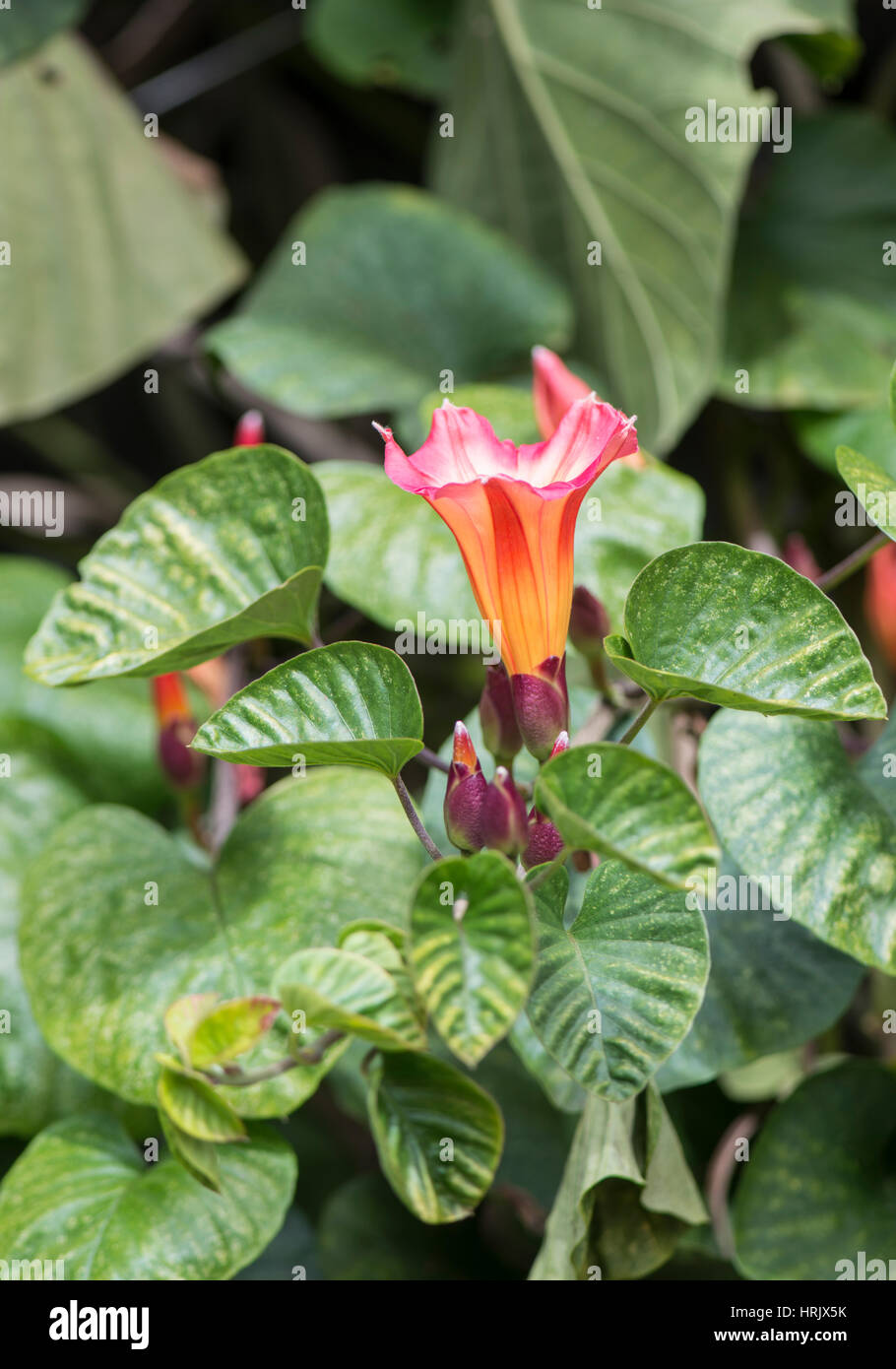 Stictocardia beraviensis Banque D'Images