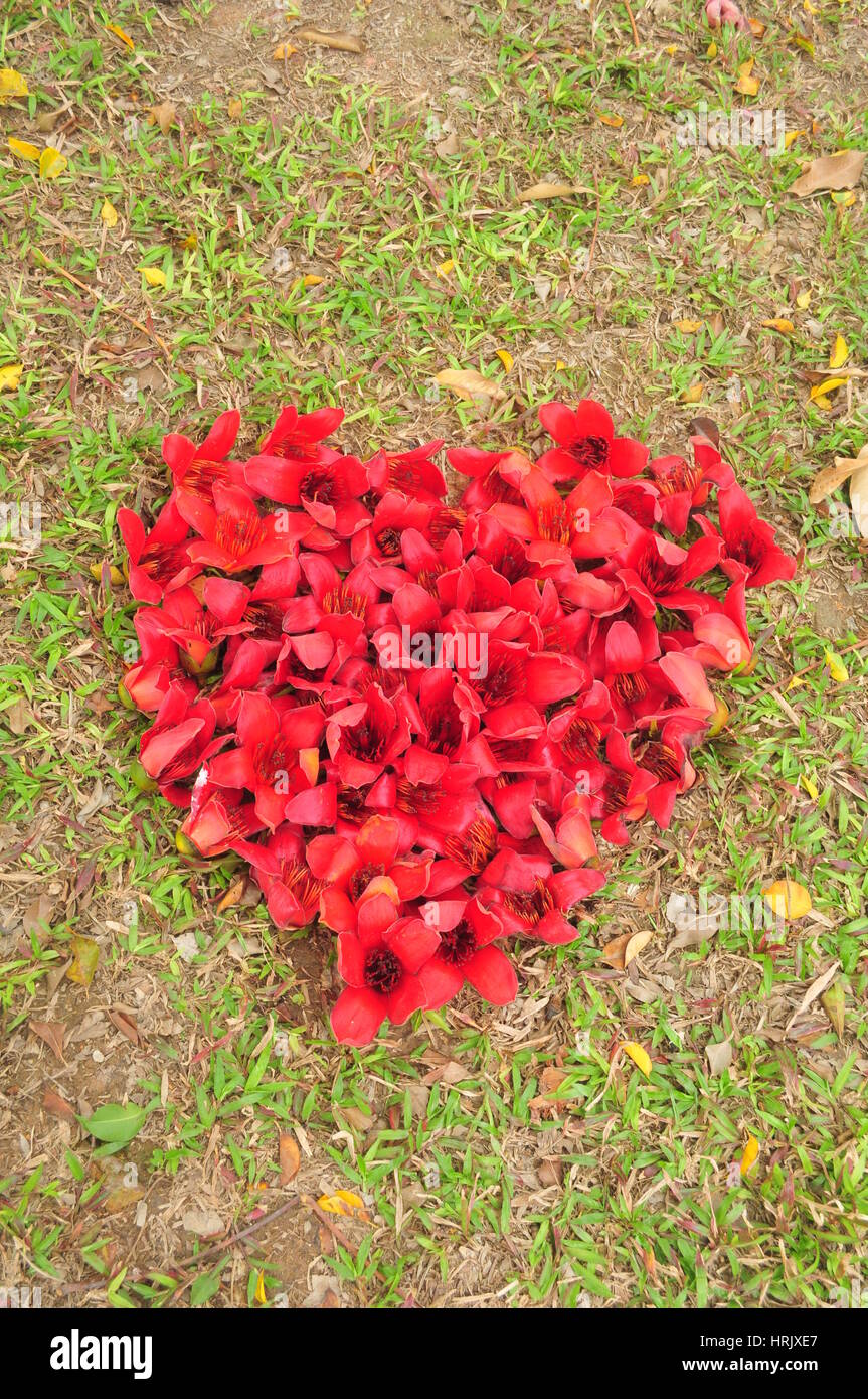 Bombax Ceiba Kapok Fleurs. Une romance Résumé comme une forme de coeur Love Heart soigneusement placées sur le terrain Banque D'Images