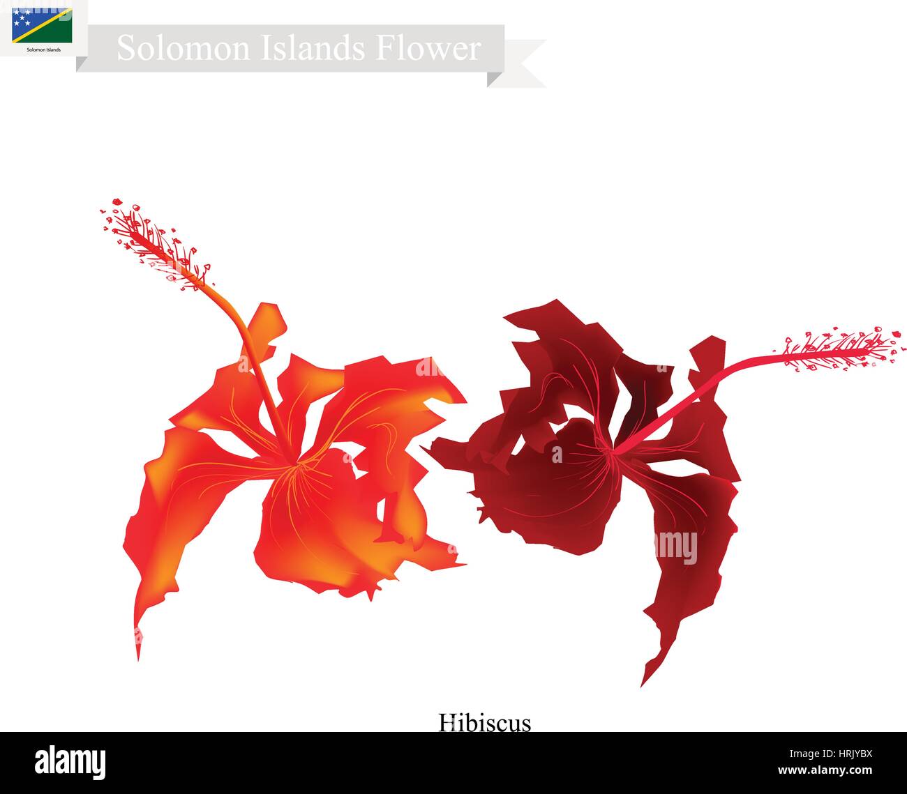 Solomon Fleur, Illustration de l'Hibiscus. La fleur nationale des Îles Salomon. Illustration de Vecteur