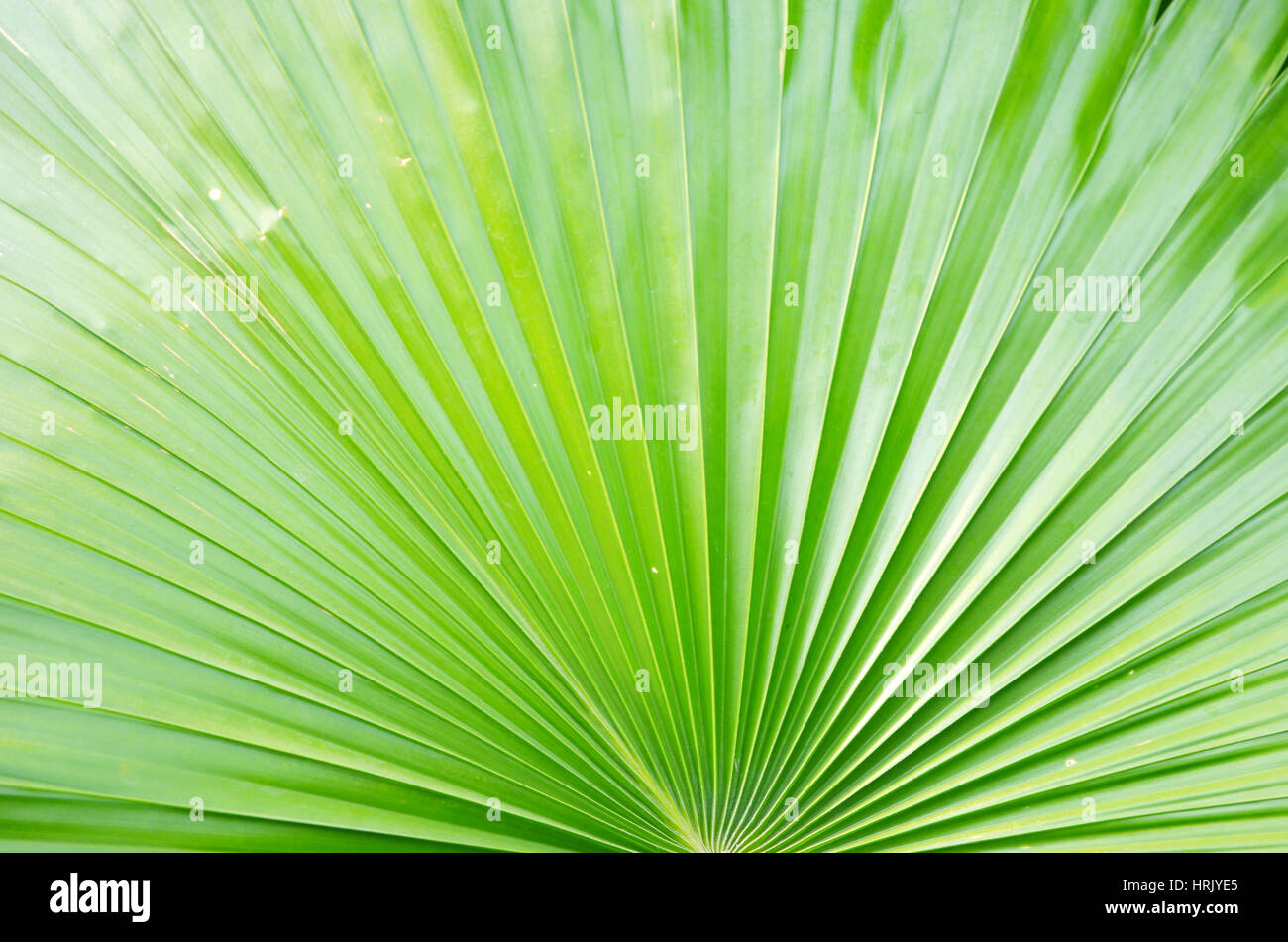 Green Palm leaf très libre. Banque D'Images