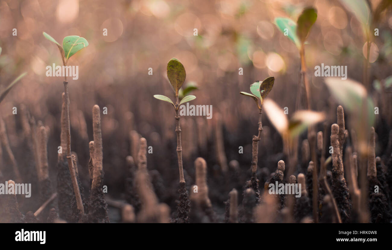 Arbres de croissance de macro dans la zone marécageuse. Banque D'Images