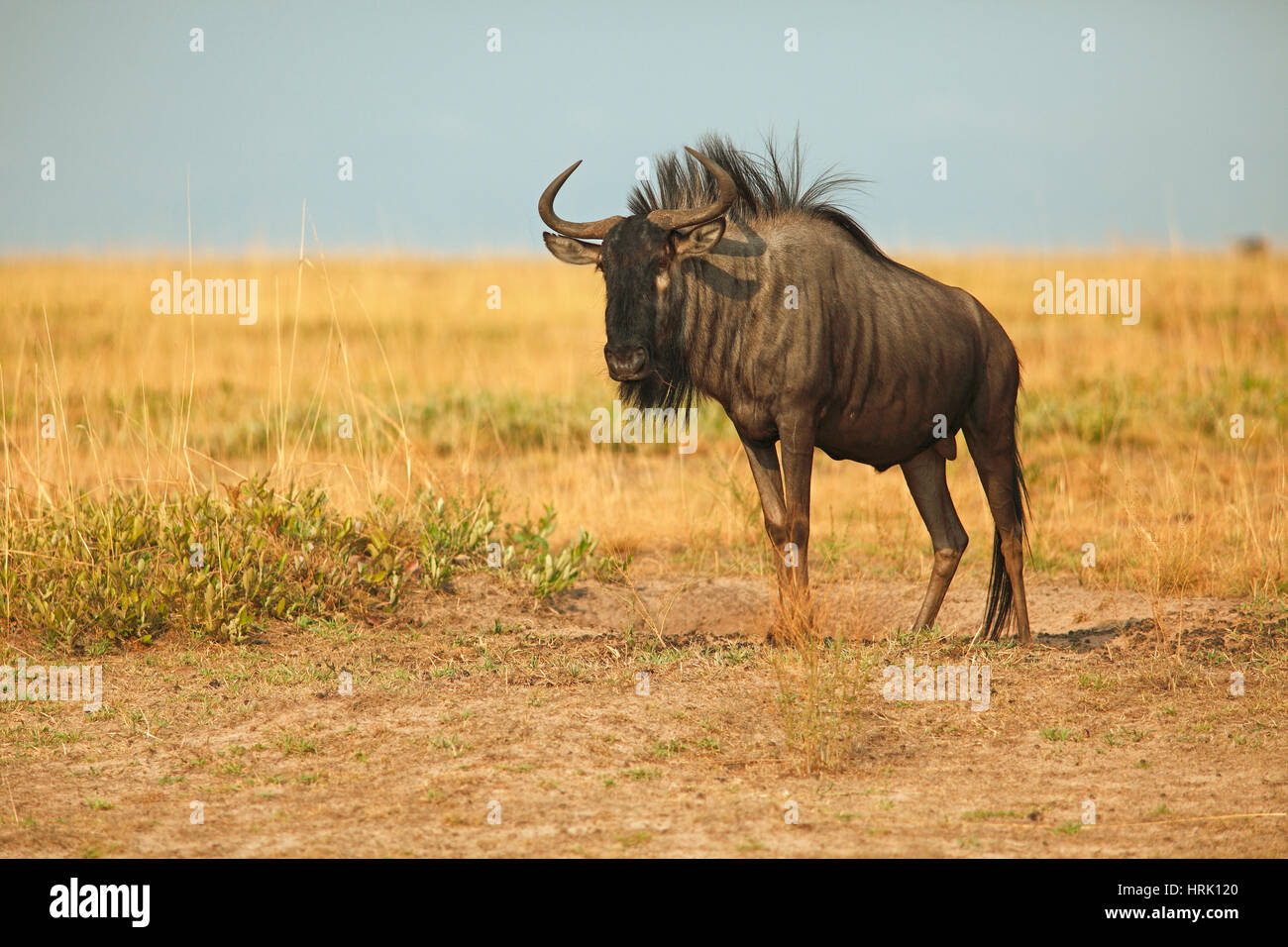 Widebeest (Connochaetes) dans la savane herbeuse, Liuwa Plain National Park, Zambie Banque D'Images