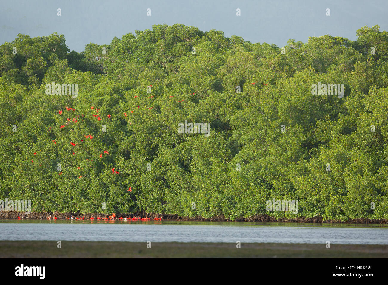 Ibis rouge (Eudocimus ruber). Banque D'Images