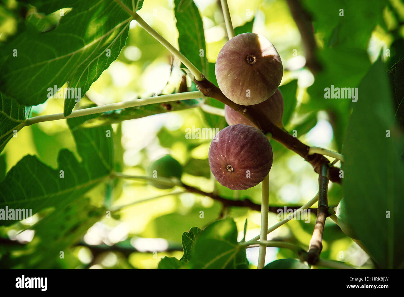 Ripe dégoulinant sur la fig tree, Close up, soft focus Banque D'Images