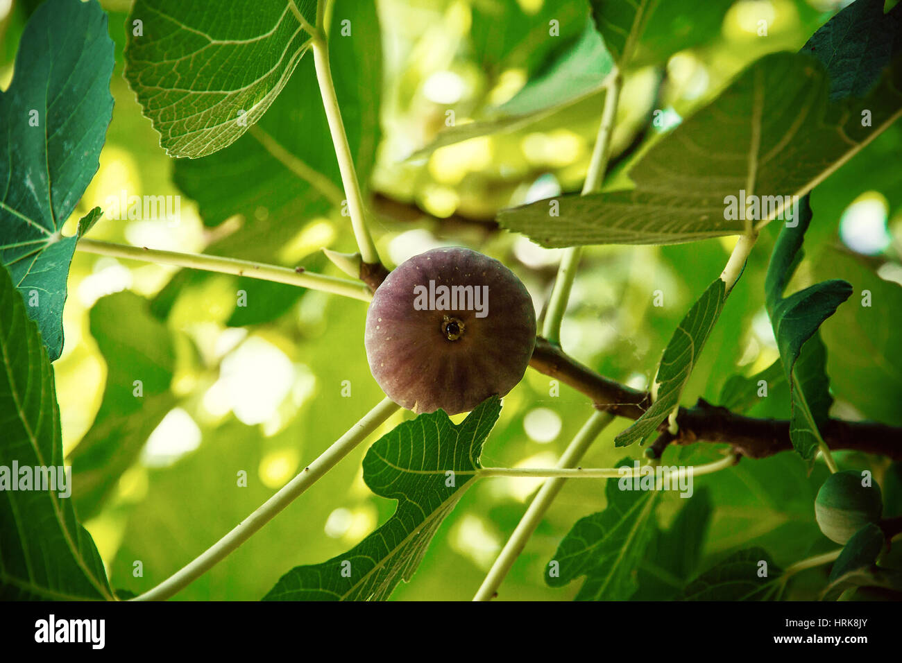 Ripe dégoulinant sur la fig tree, Close up, soft focus Banque D'Images