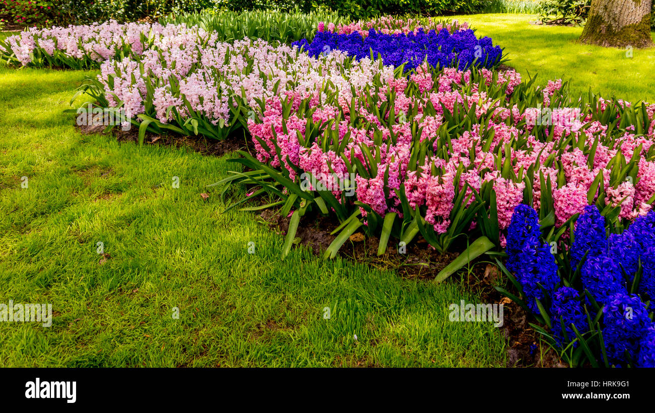 Jardin fleuri. Magnifique parc jardin au printemps. beau jardin de fleurs Banque D'Images