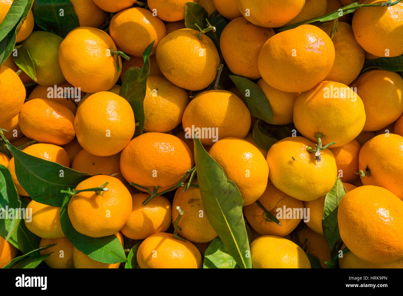 Arrière-plan des mandarines. Les oranges. Clémentines fraîches Banque D'Images