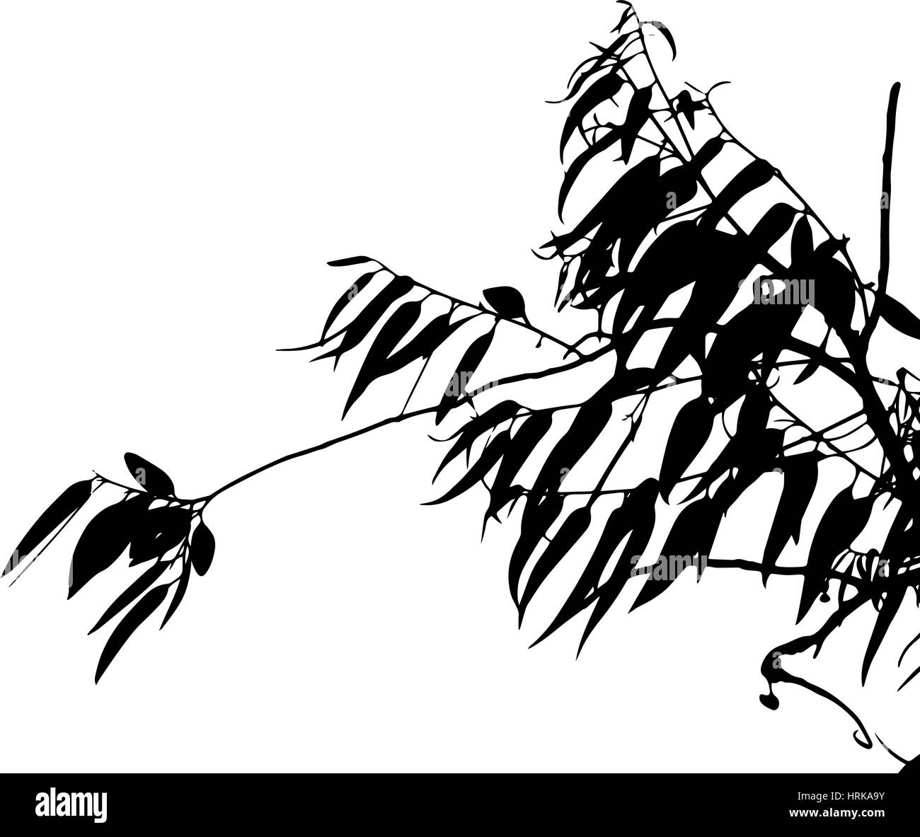 La silhouette des arbres d'eucalyptus Illustration de Vecteur