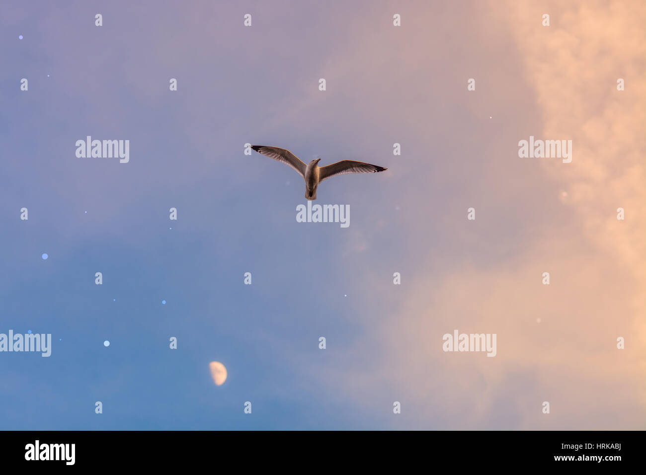 Une mouette voler dans les étoiles du ciel allumé Banque D'Images