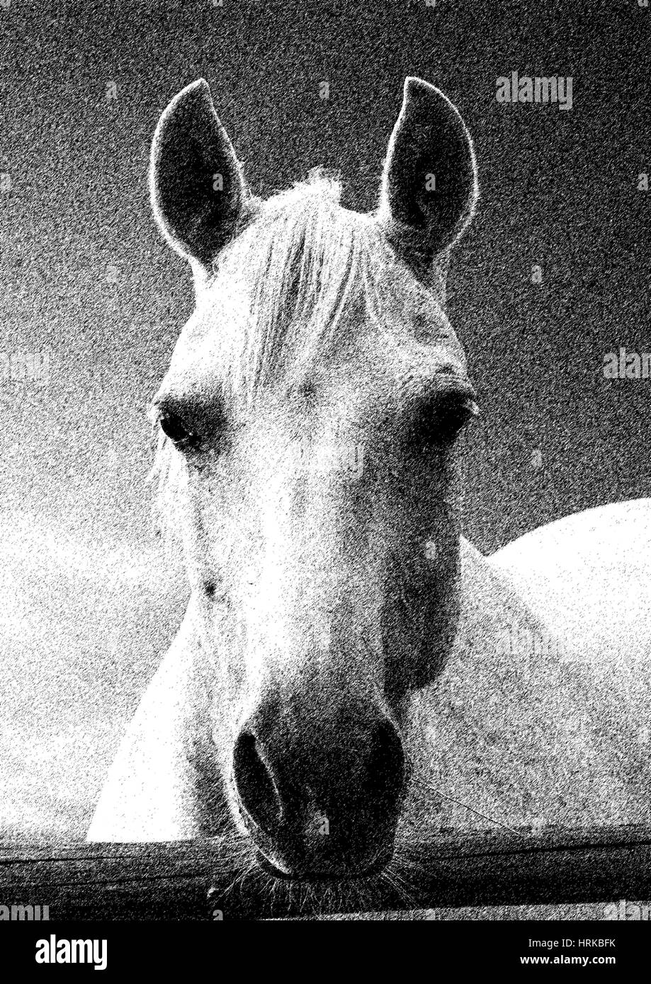 Portrait d'un cheval blanc sur un fond de ciel Illustration de Vecteur