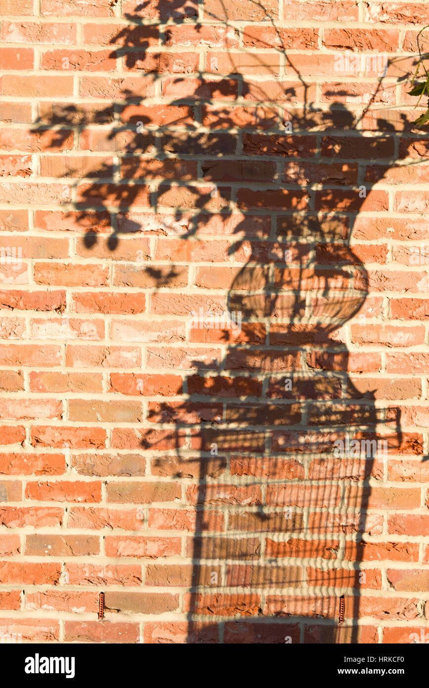 Ombre d'une plante en pot urne ou contre un mur de briques Banque D'Images