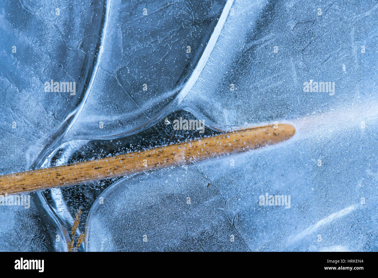 Plan d'un Scirpus passant par belle forme et de glace bulles congelé Banque D'Images
