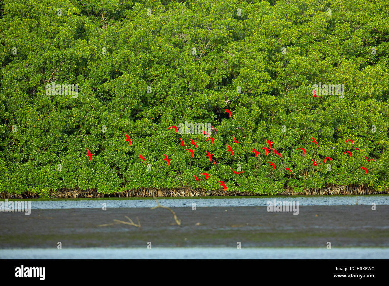 Ibis rouge (Eudocimus ruber). Battant de perchoir parmi les mangroves. Caroni Swamp. La Trinité. Le sud des Caraïbes. West Indies. Wifi Banque D'Images