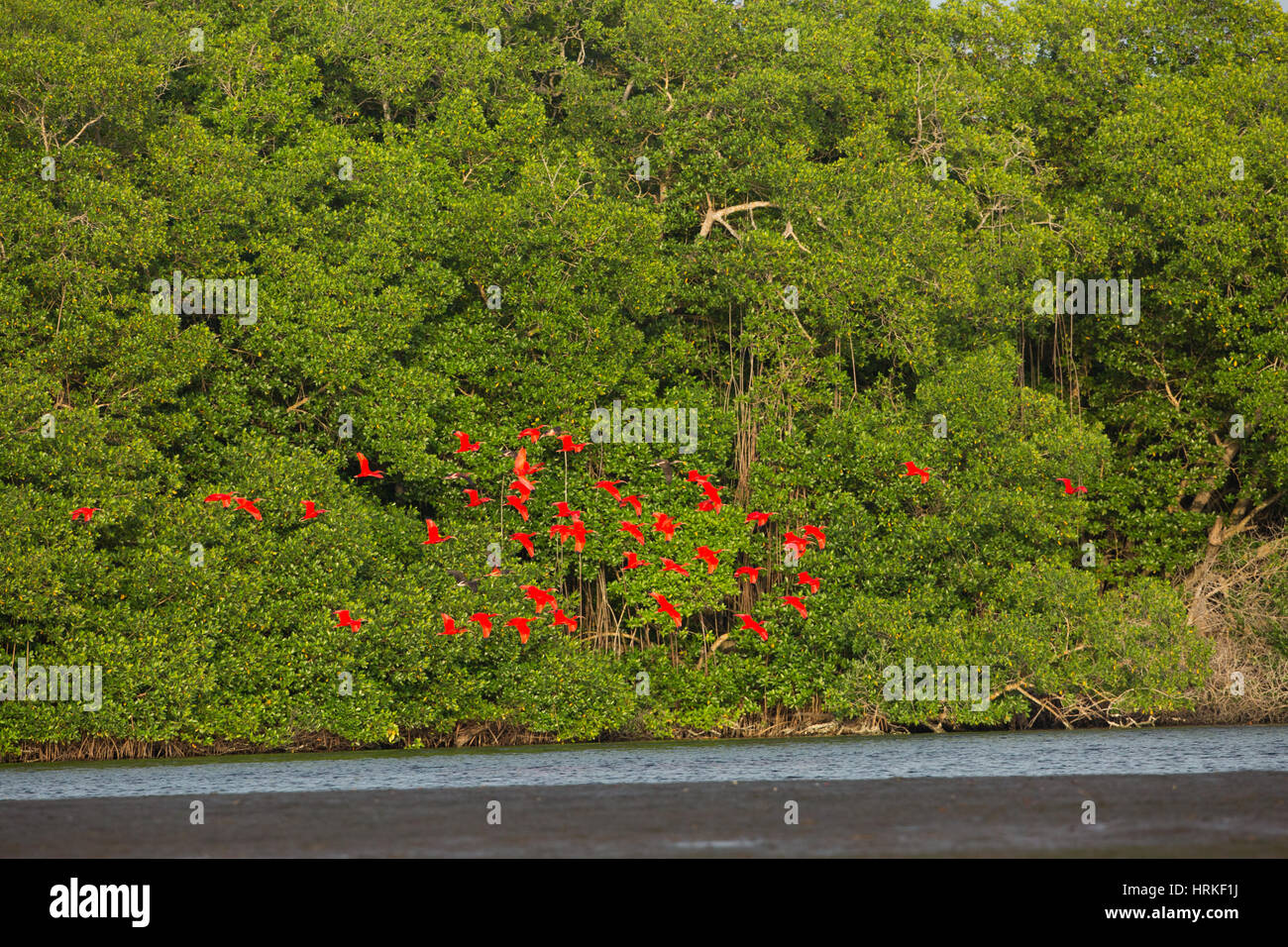 Ibis rouge (Eudocimus ruber). Battant de perchoir parmi les mangroves. Caroni Swamp. La Trinité. Caraïbes du sud. West Indies. Wifi Banque D'Images