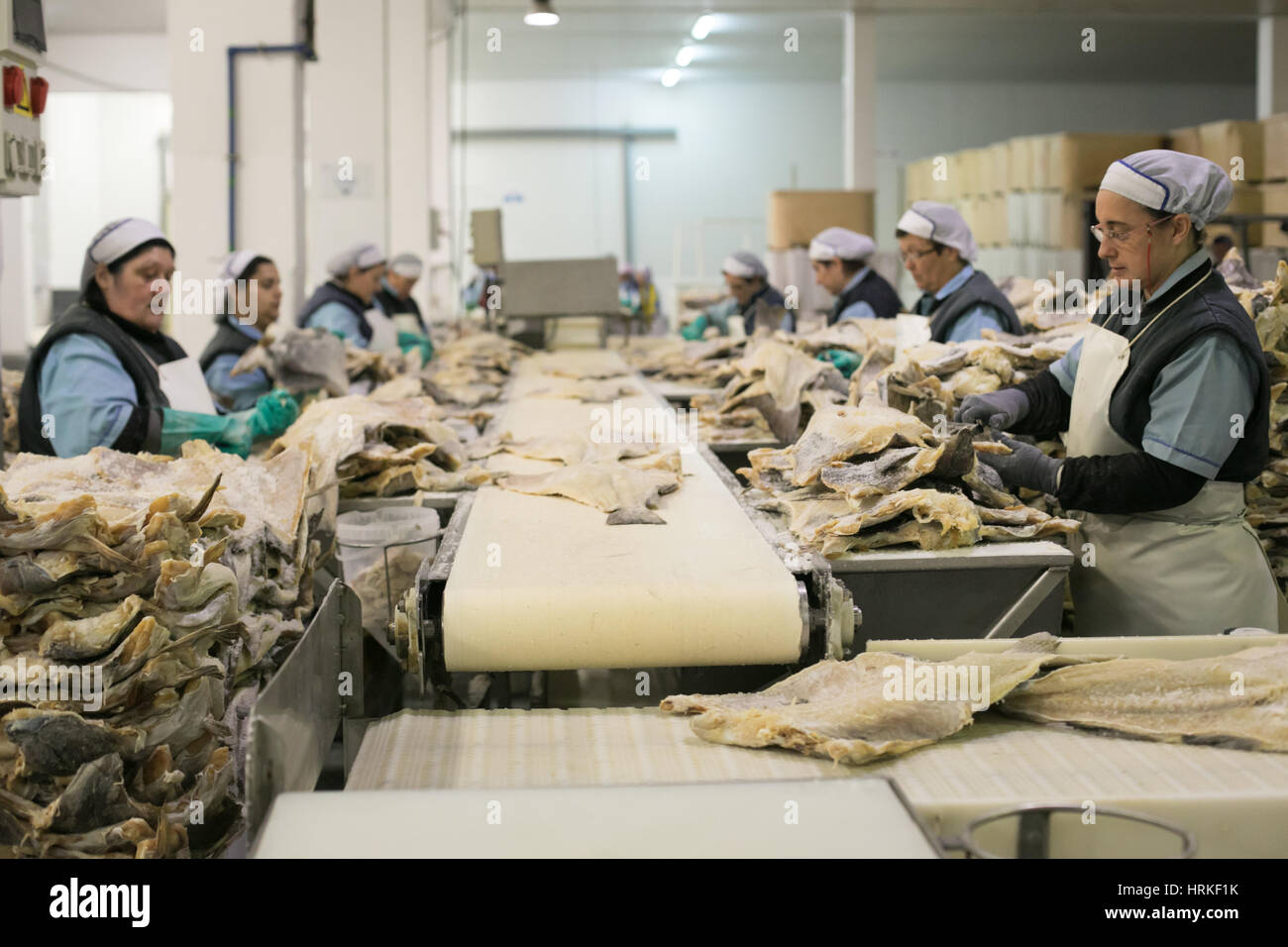 Préparer les travailleurs de morue salée et séchée traditionnelle à Riberalves un important producteur de mode gelé et traditionnelles, la morue dans Moita, Portugal. Banque D'Images