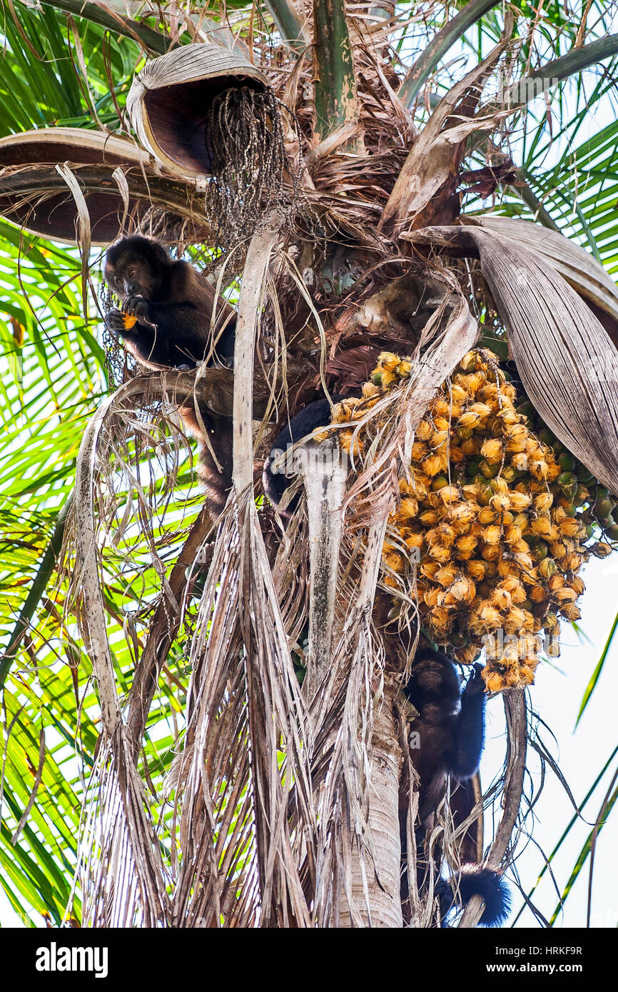 Capucin à crête (Sapajus robustus) menacée d'extinction, photographié à Linhares / Sooretama, Espírito Santo - sud-est du Brésil. Pour l'Atlantique Banque D'Images