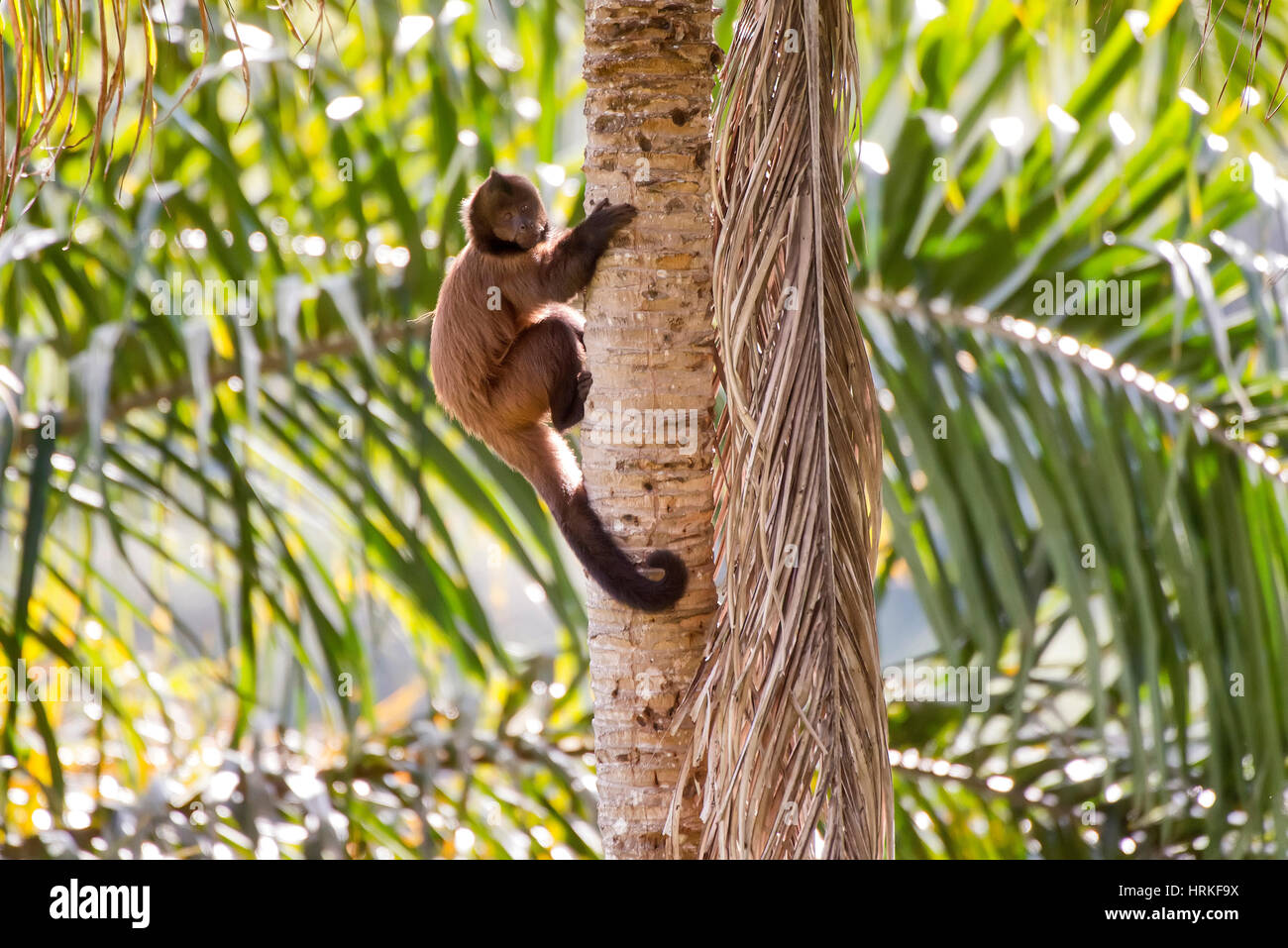 Capucin à crête (Sapajus robustus) menacée d'extinction, photographié à Linhares / Sooretama, Espírito Santo - sud-est du Brésil. Pour l'Atlantique Banque D'Images