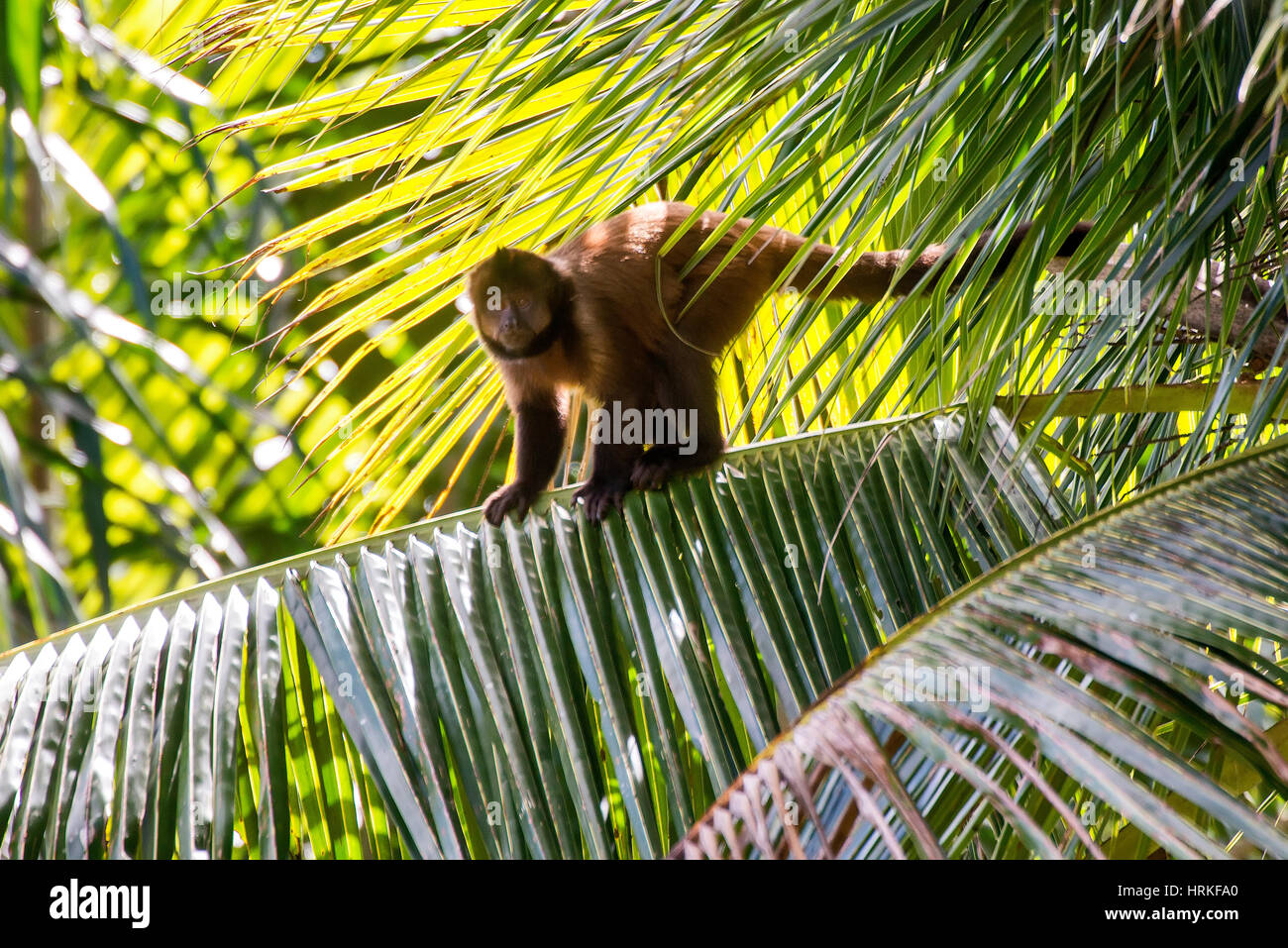 Capucin à crête (Sapajus robustus) menacée d'extinction, photographié à Linhares / Sooretama, Espírito Santo - sud-est du Brésil. Pour l'Atlantique Banque D'Images