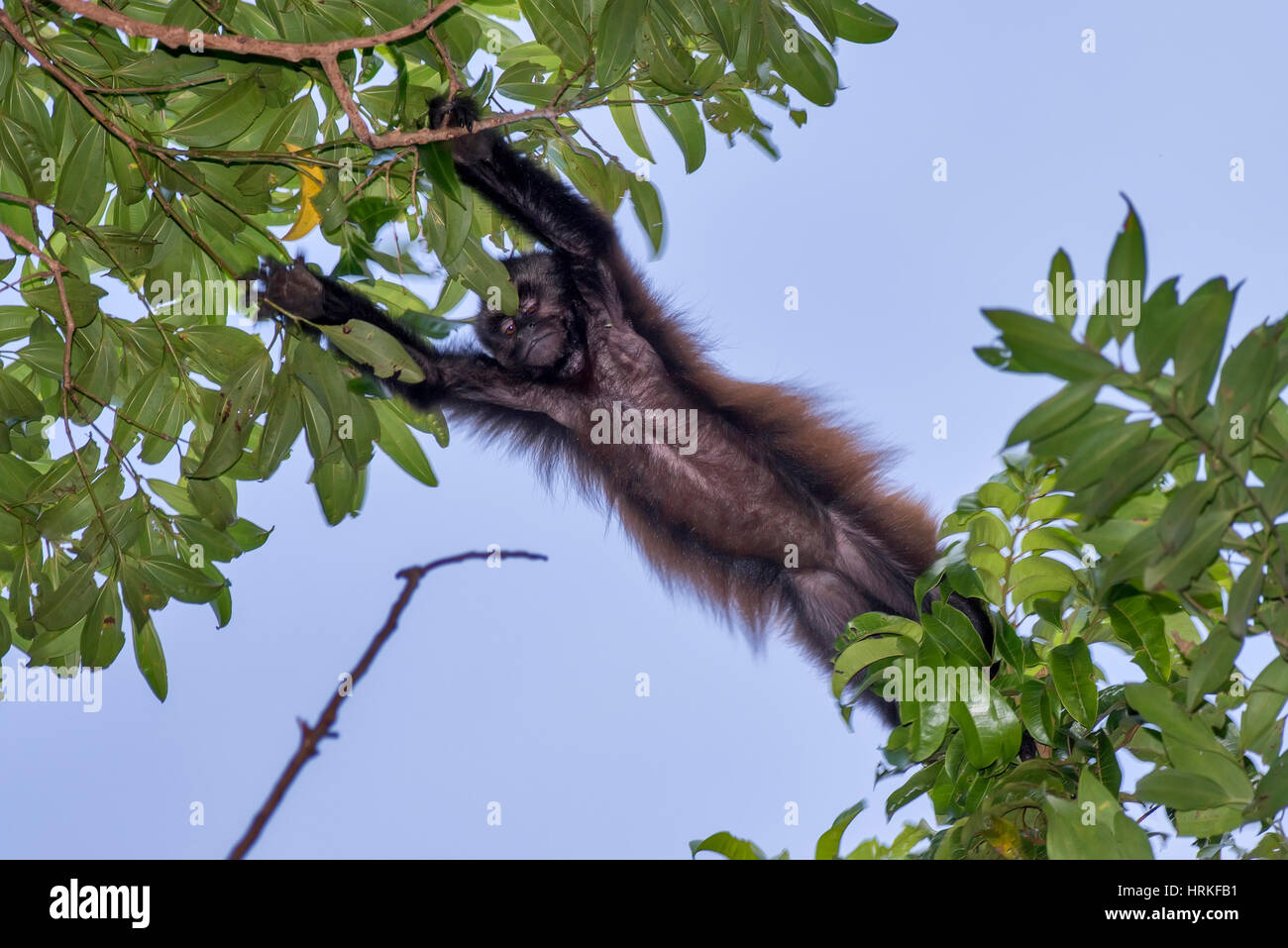 Capucin à crête (Sapajus robustus) menacée d'extinction, photographié à Linhares / Sooretama, Espírito Santo - sud-est du Brésil. Pour l'Atlantique Banque D'Images