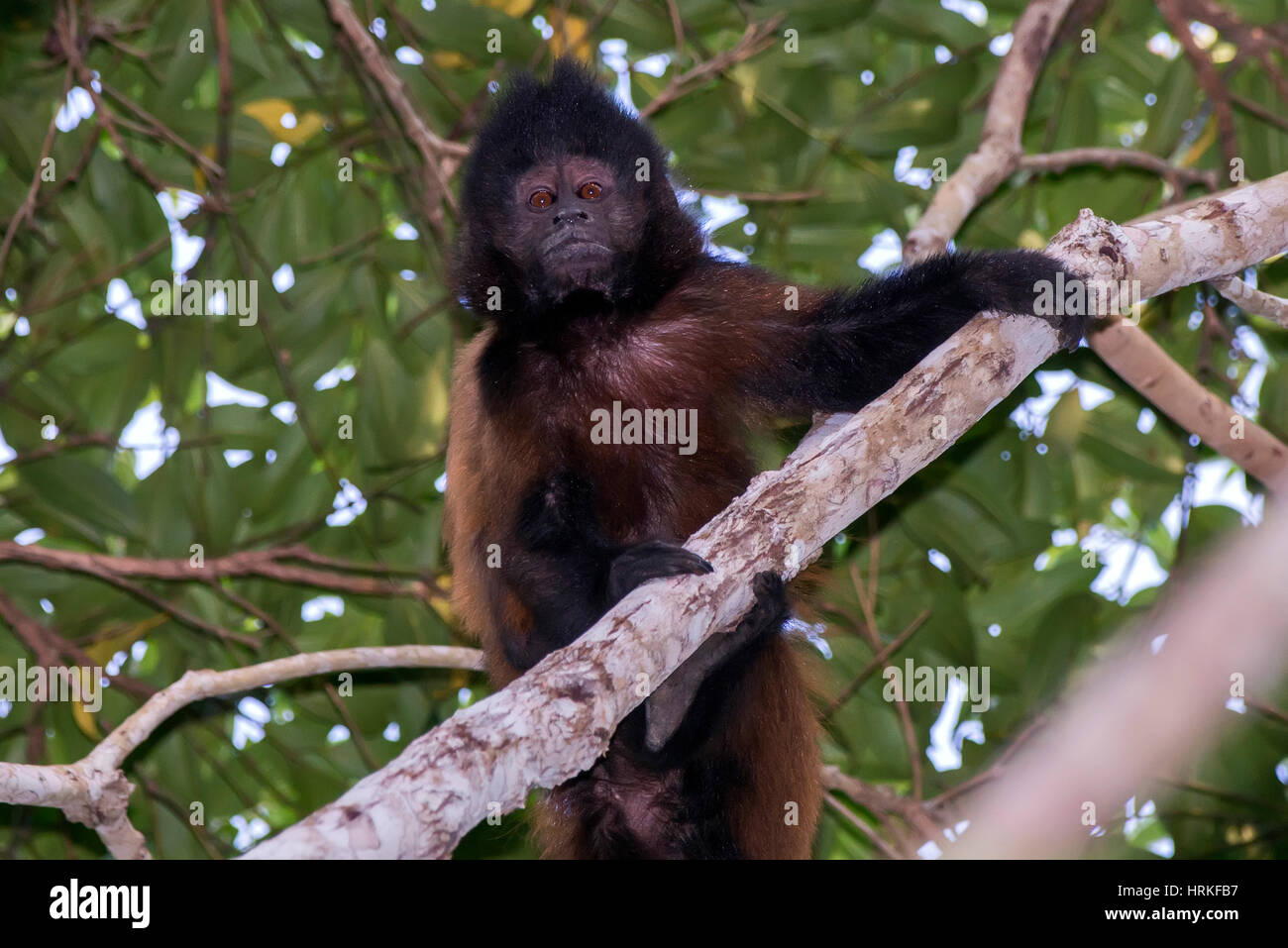 Capucin à crête (Sapajus robustus) menacée d'extinction, photographié à Linhares / Sooretama, Espírito Santo - sud-est du Brésil. Pour l'Atlantique Banque D'Images