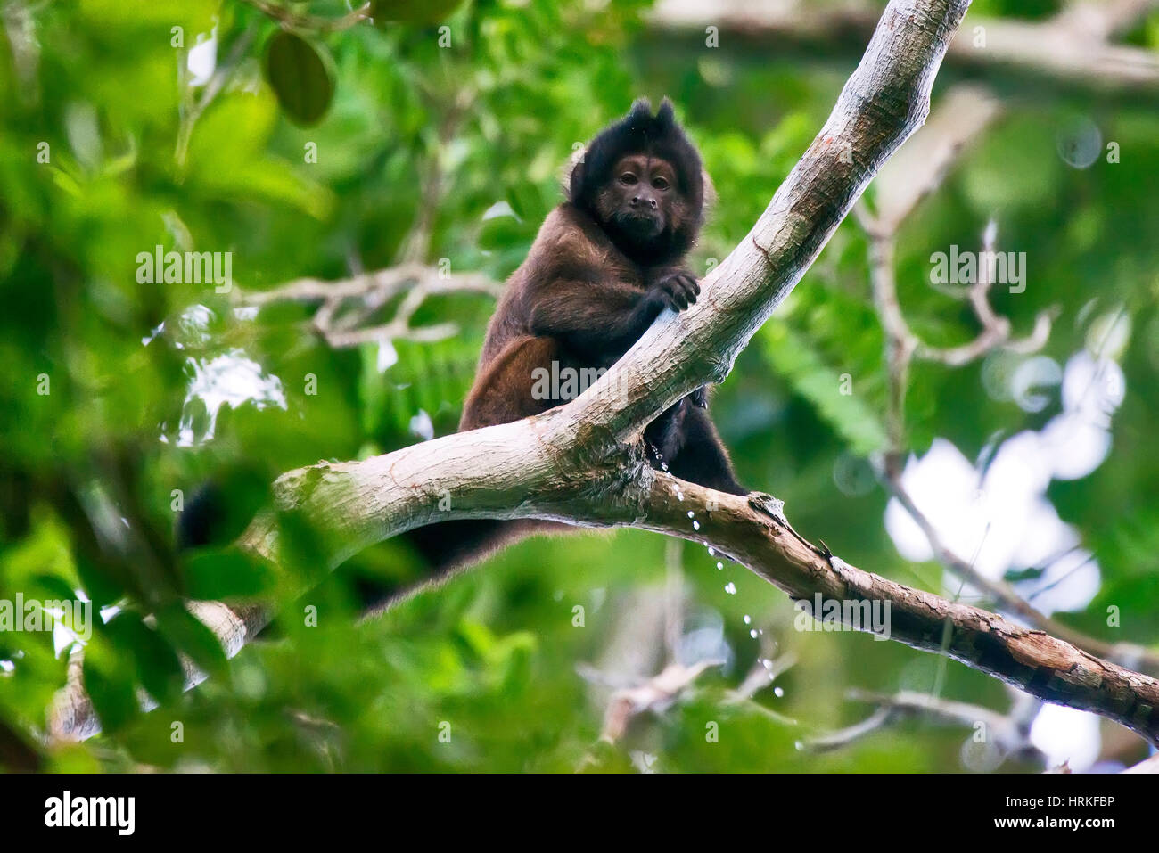 Capucin à crête (Sapajus robustus) menacée d'extinction, photographié à Linhares / Sooretama, Espírito Santo - sud-est du Brésil. Pour l'Atlantique Banque D'Images