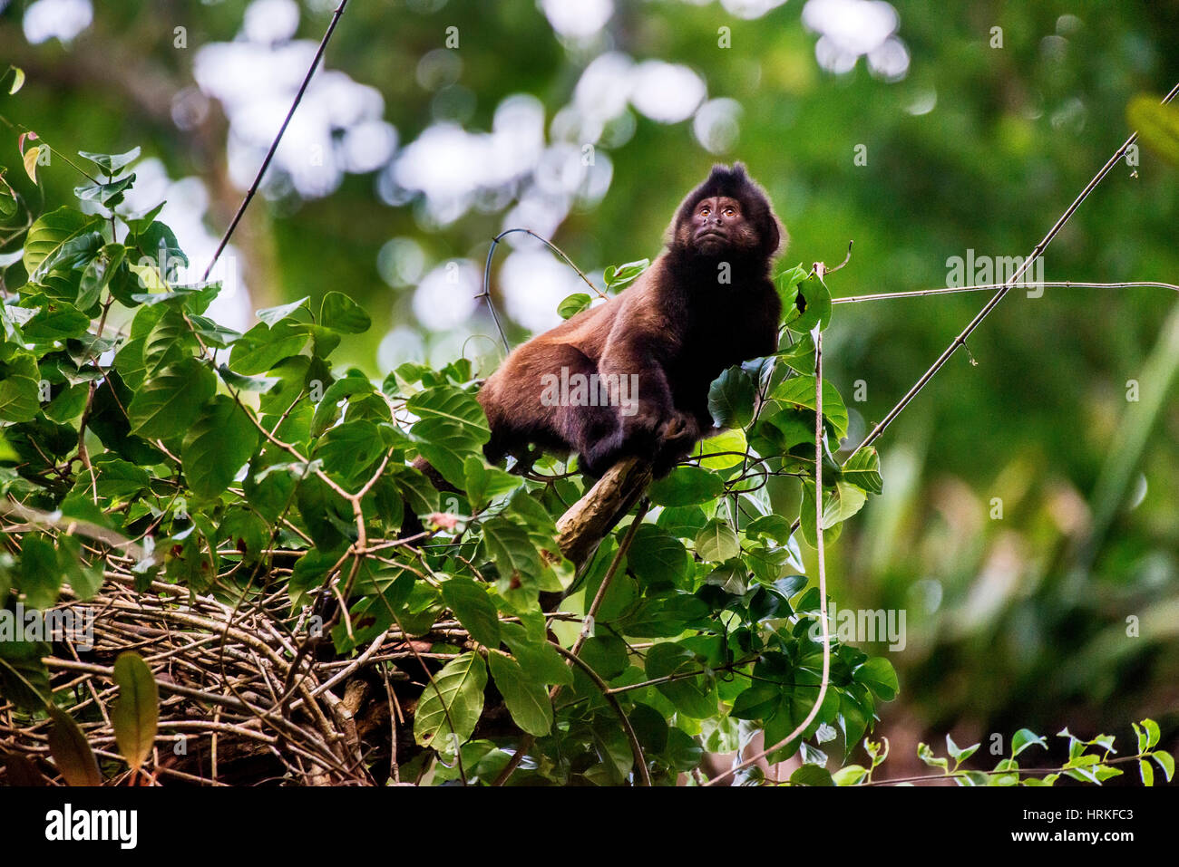 Capucin à crête (Sapajus robustus) menacée d'extinction, photographié à Linhares / Sooretama, Espírito Santo - sud-est du Brésil. Pour l'Atlantique Banque D'Images