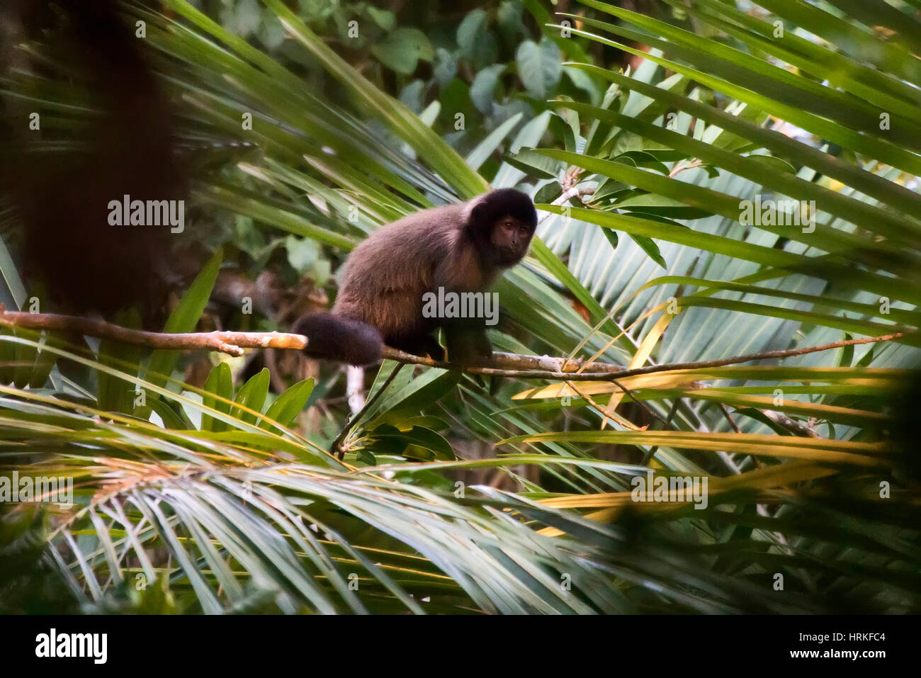 Capucin à crête (Sapajus robustus) menacée d'extinction, photographié à Linhares / Sooretama, Espírito Santo - sud-est du Brésil. Pour l'Atlantique Banque D'Images