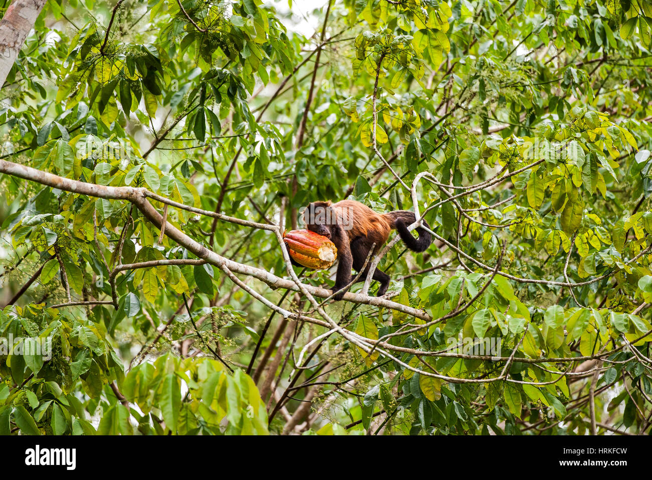 Capucin à crête (Sapajus robustus) menacée d'extinction, photographié à Linhares / Sooretama, Espírito Santo - sud-est du Brésil. Pour l'Atlantique Banque D'Images