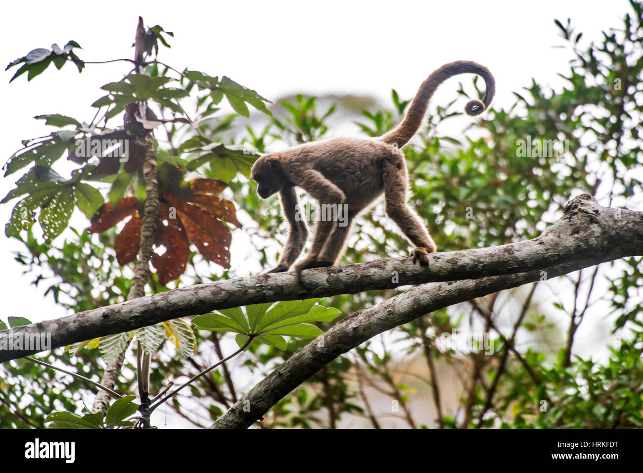 Les jeunes du Nord (Brachyteles hypoxanthus muriqui En danger critique d'extinction), photographié à Santa Maria de Jetibá, Espírito Santo - Brésil. Banque D'Images