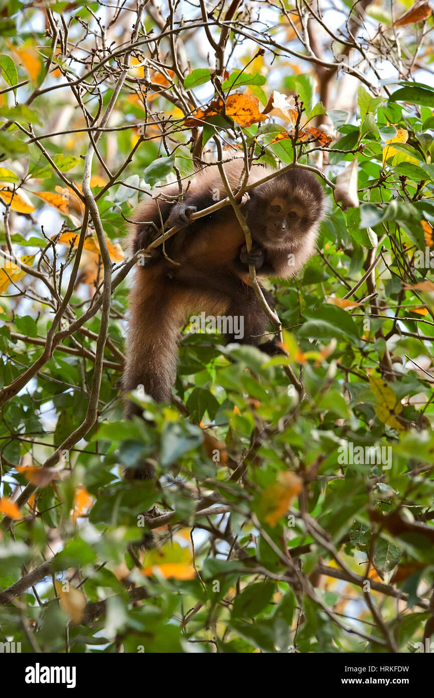 Capucin à crête (Sapajus robustus) menacée d'extinction, photographié à Linhares / Sooretama, Espírito Santo - sud-est du Brésil. Pour l'Atlantique Banque D'Images