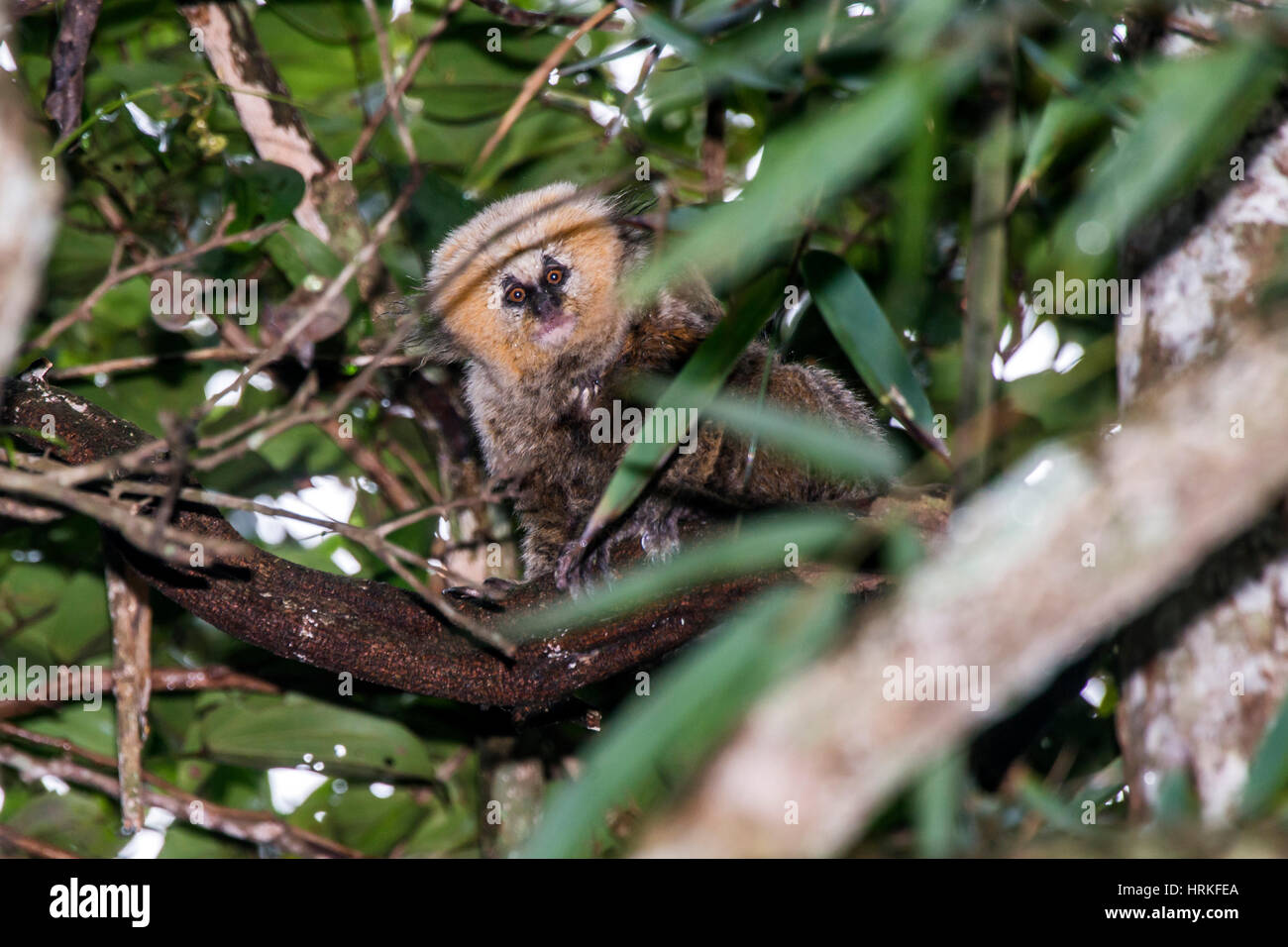 Ouistiti à tête de Buffy (Callithrix flaviceps) des espèces rares, menacées d'extinction ouistiti, photographié à Santa Maria de Jetibá, Espírito Santo Banque D'Images