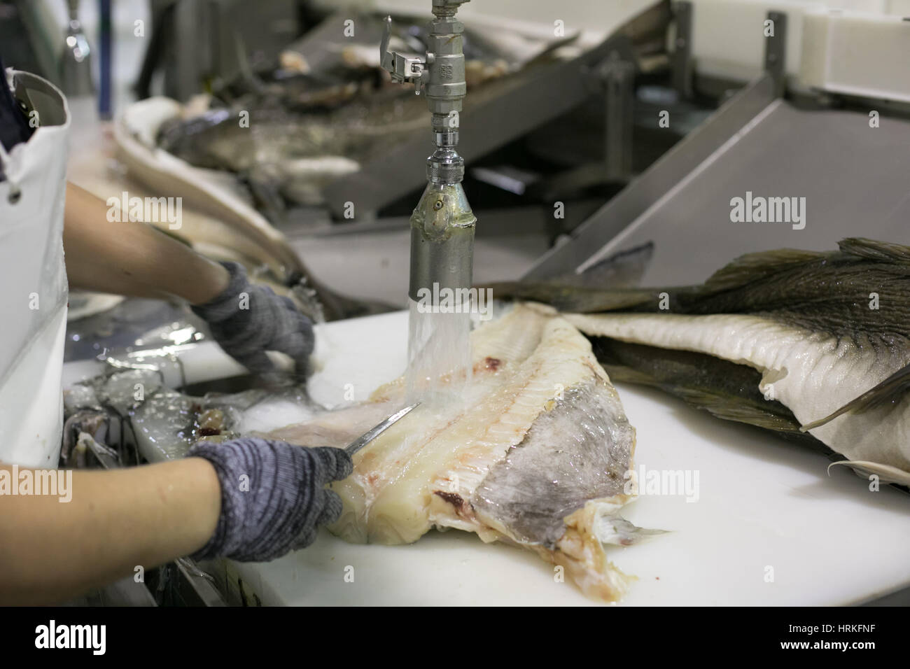 La morue fraîche en préparation par travailleur avant qu'il est salé et séché salé à Riberalves un important producteur, dans Moita, Portugal. Banque D'Images