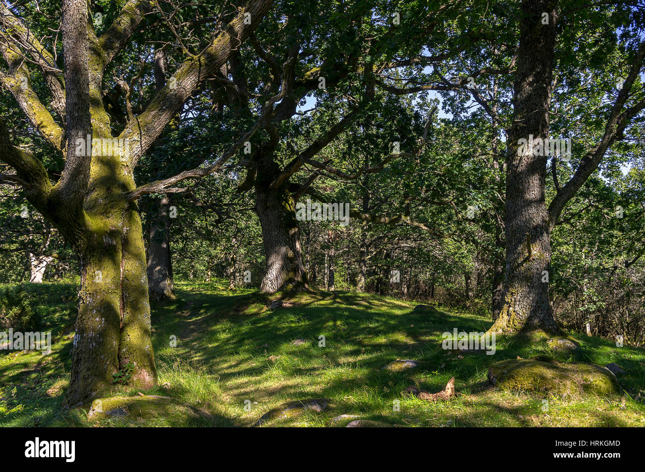 Lieu boisé de chênes autour de Stromstad, Bohuslan County, en Suède. Banque D'Images