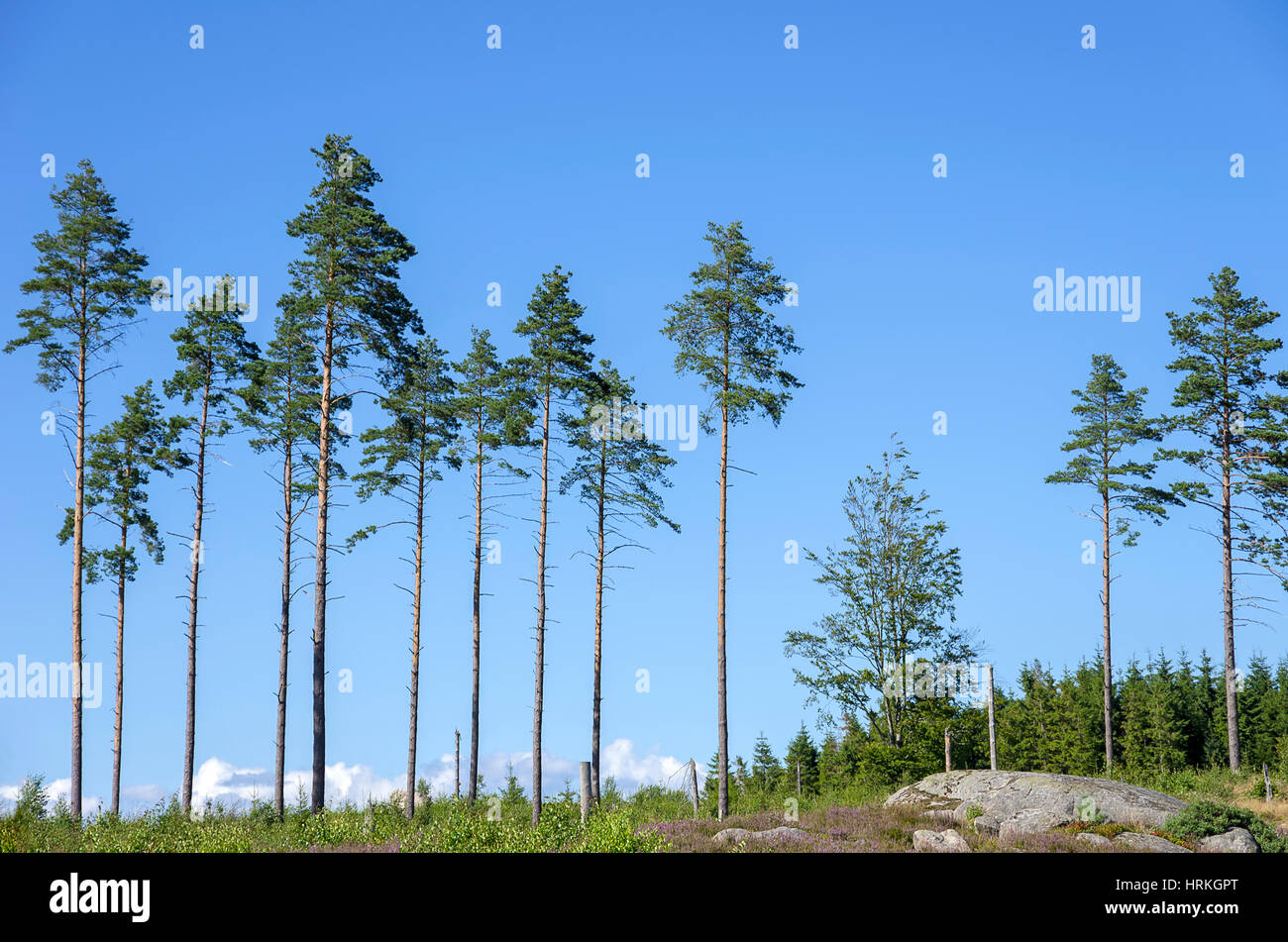 Grands arbres forestiers sur une colline boisée près de Knäred, comté de Halland (Suède). Banque D'Images