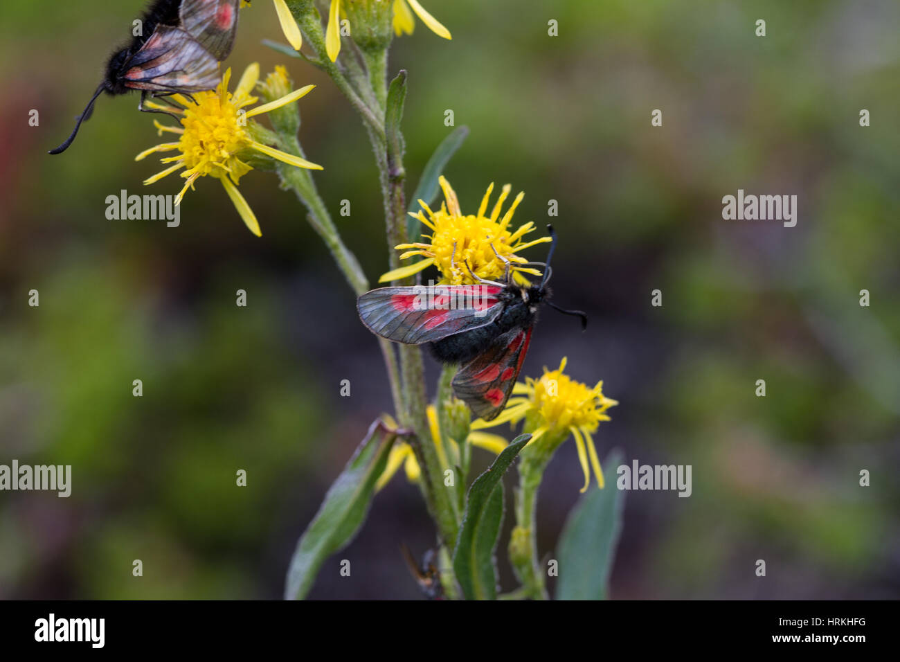 Les insectes sur fleur Banque D'Images