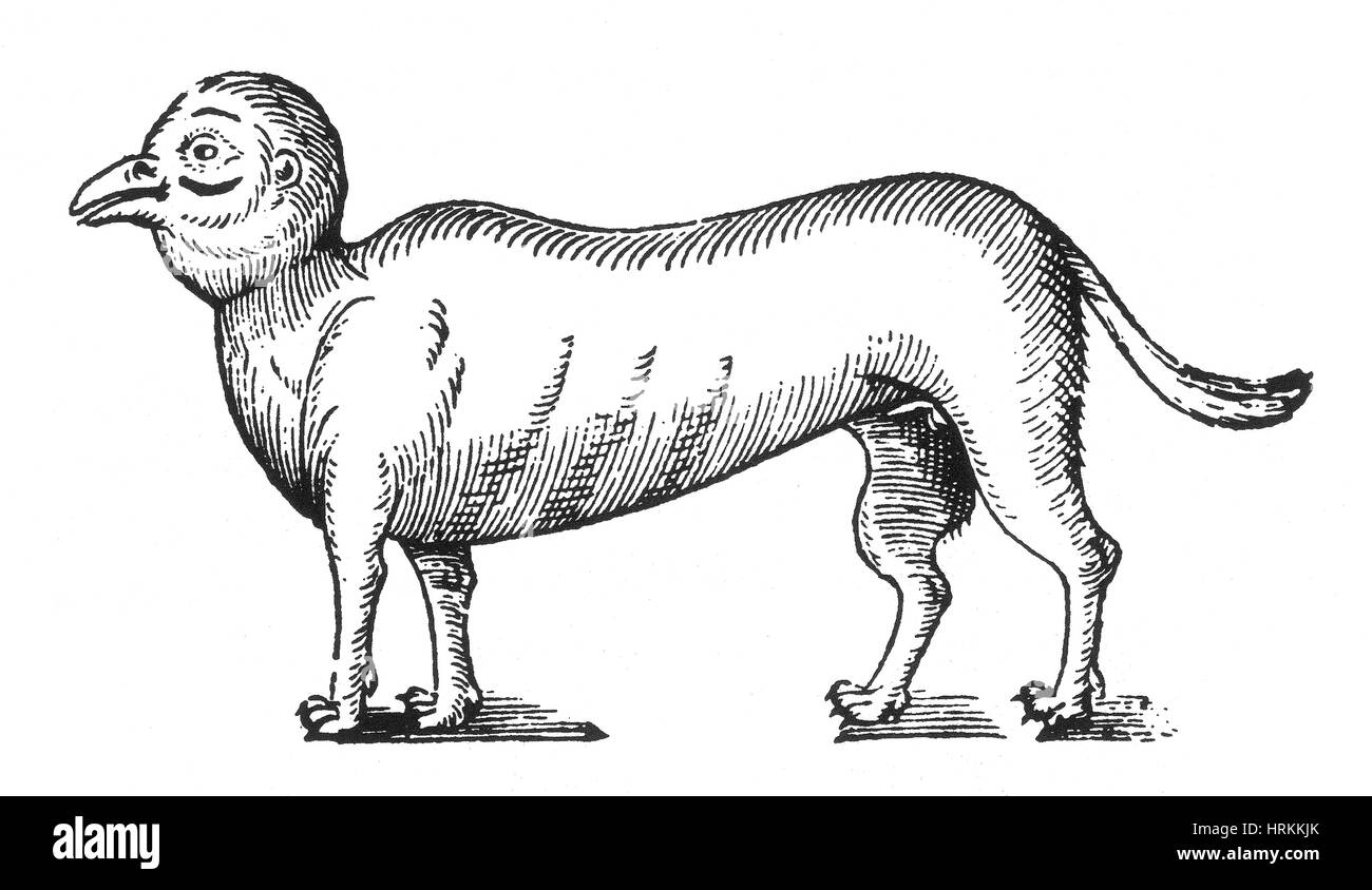 Monster Dog Bird, 16e siècle Banque D'Images