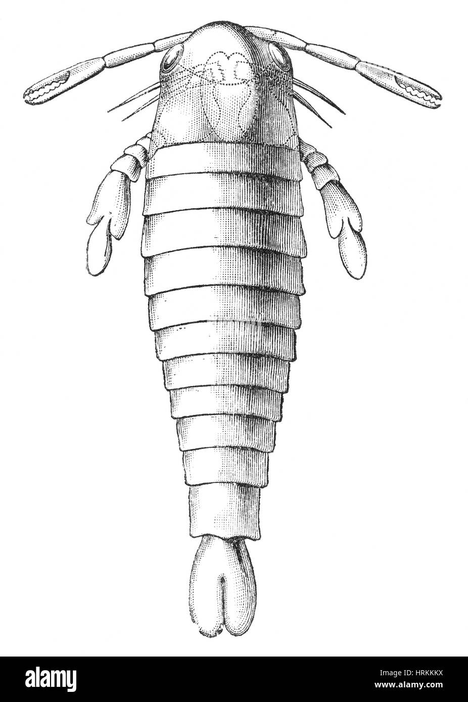 Eurypterid silurien Banque D'Images