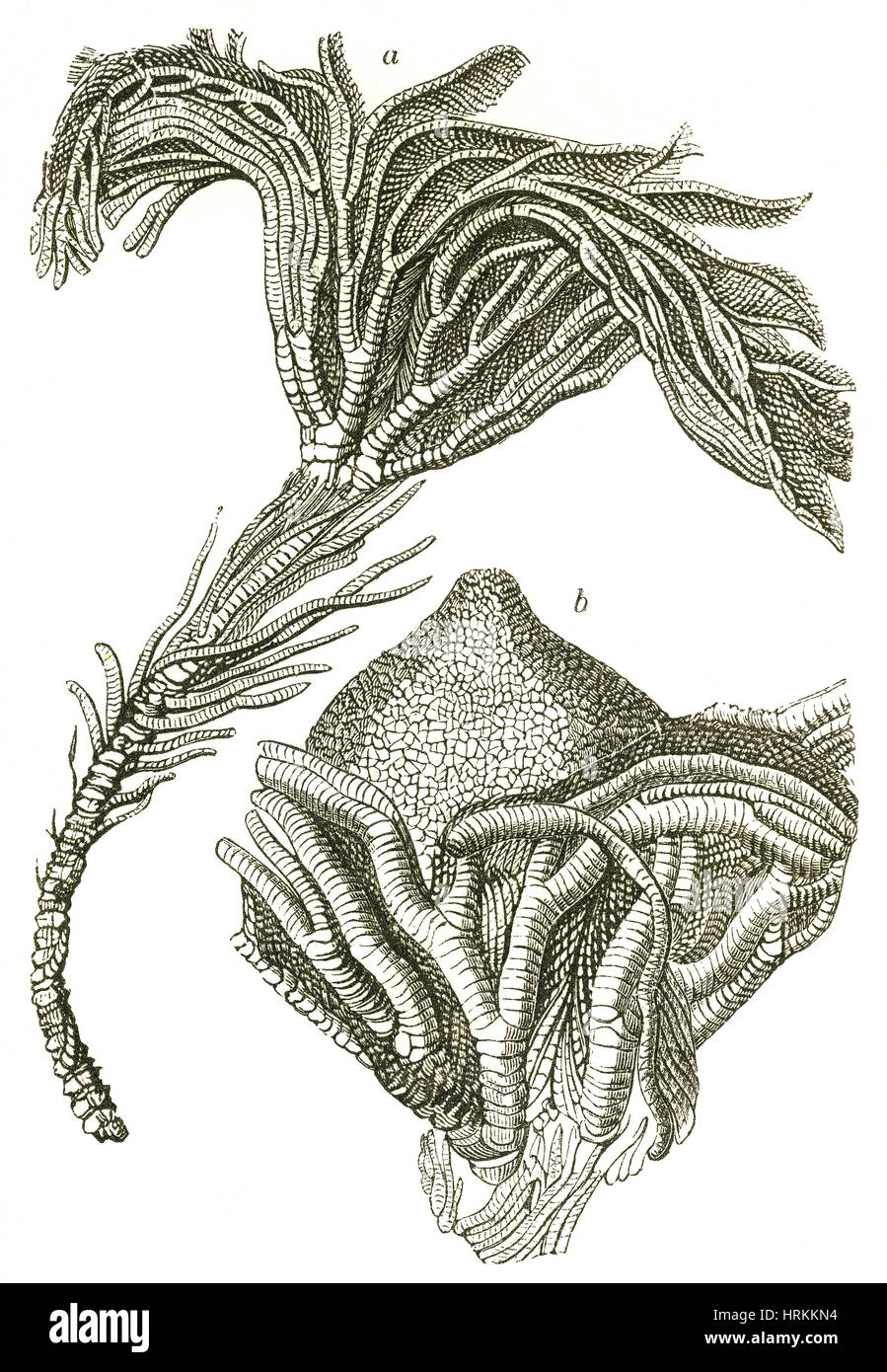 Crinoïdes fossiles Banque D'Images