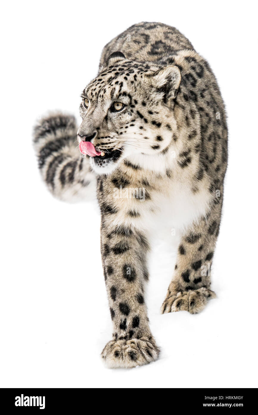 Snow Leopard Walking in snow Banque D'Images