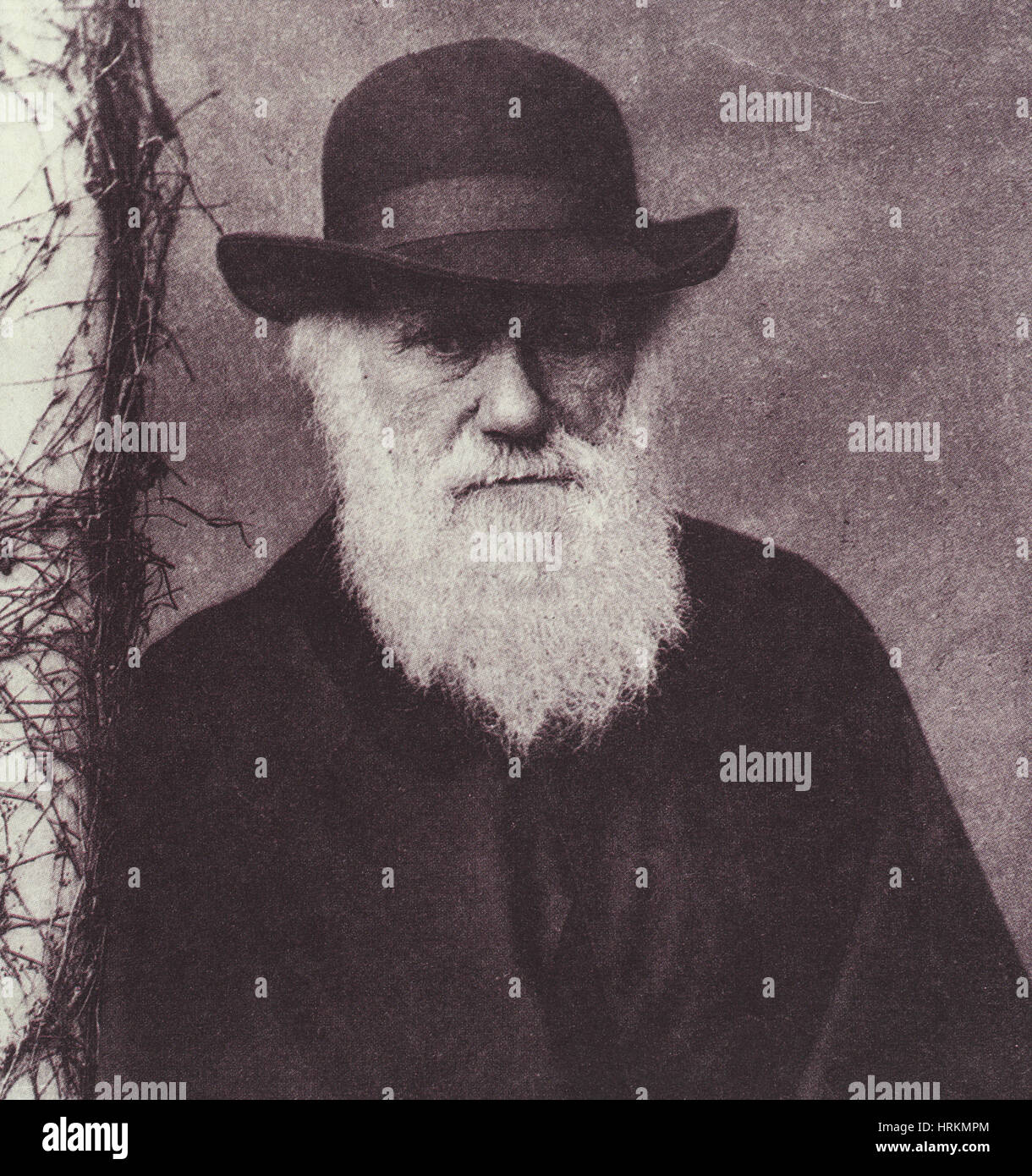 Charles Robert Darwin, Naturaliste anglais Banque D'Images