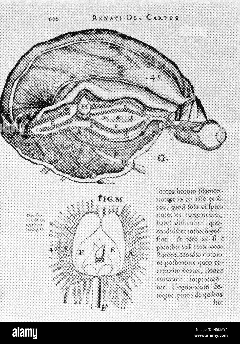 Cerveau et de l'épiphyse Banque D'Images