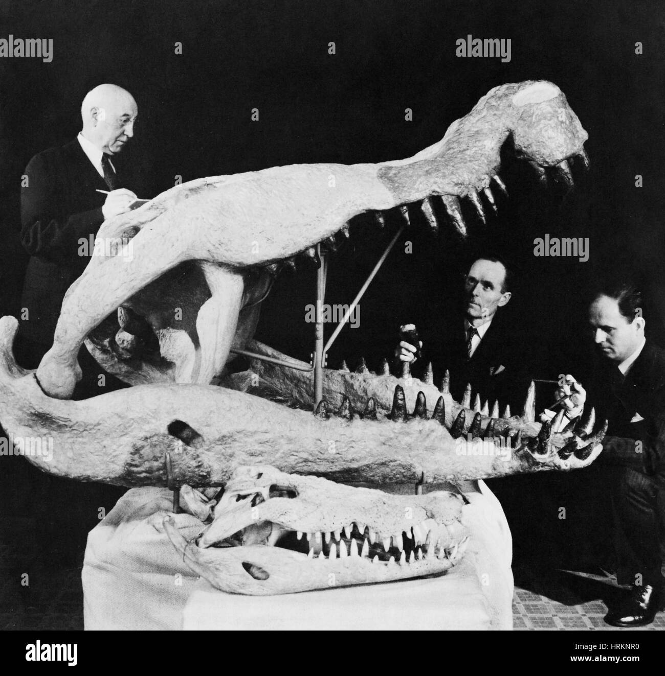 Deinosuchus crâne Banque D'Images