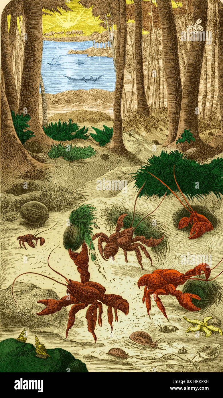 Crabe voleur, 'ce que Darwin a vu', 1879 Banque D'Images