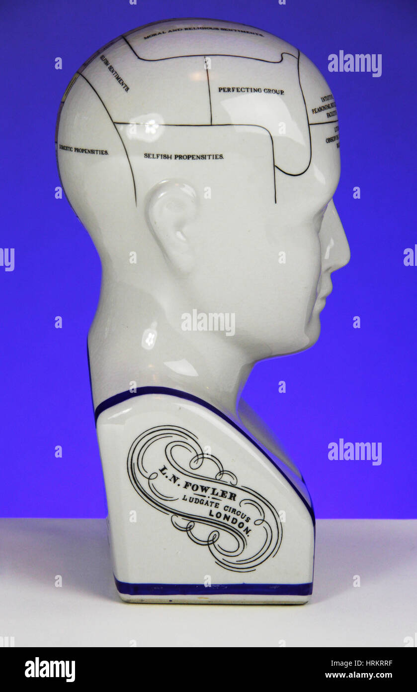Modèle Phrenological Banque D'Images