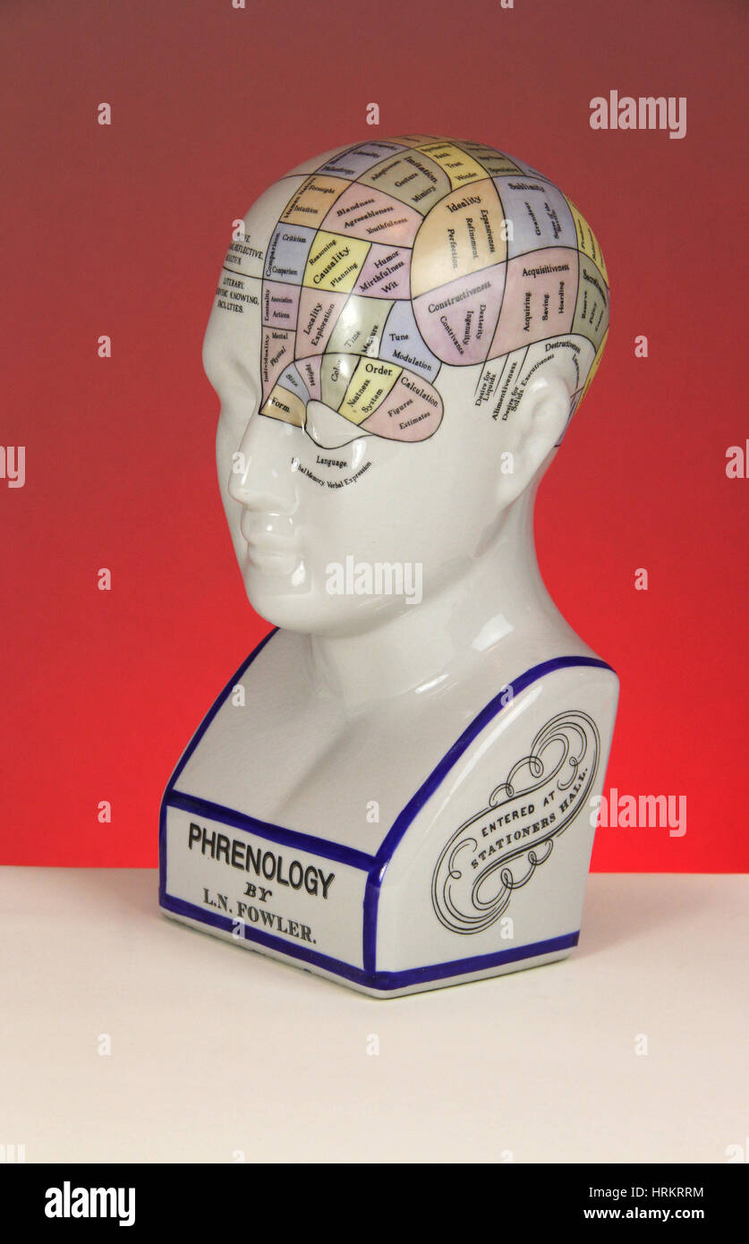 Modèle Phrenological Banque D'Images