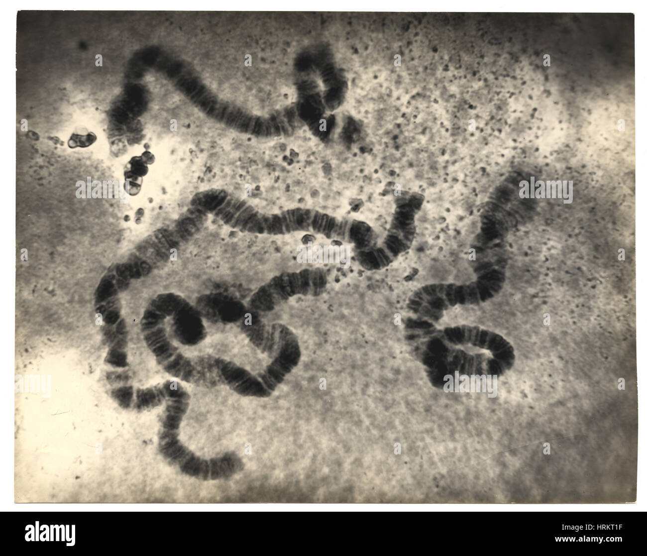 La structure des chromosomes, des glandes salivaires, Sciara Banque D'Images