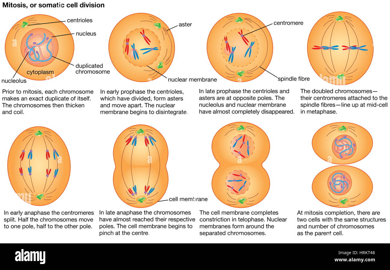La mitose, ou division d'une cellule somatique. Banque D'Images