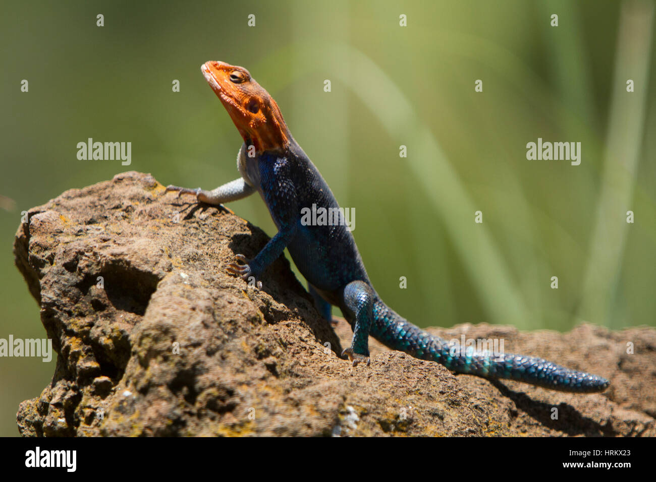 Tête rouge soleil lézard sur un rocher Banque D'Images