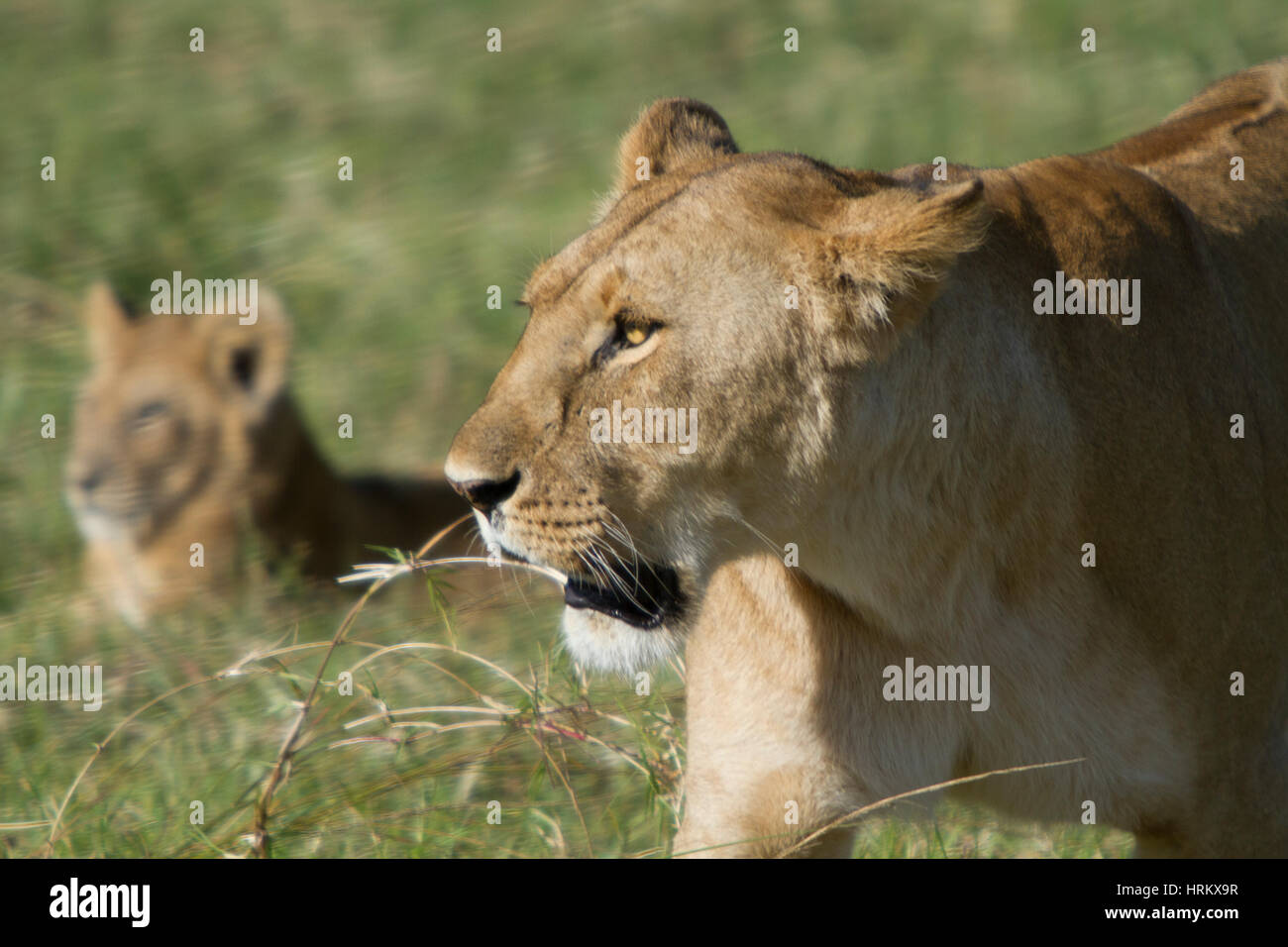 Lion à la recherche sur le côté du châssis Banque D'Images