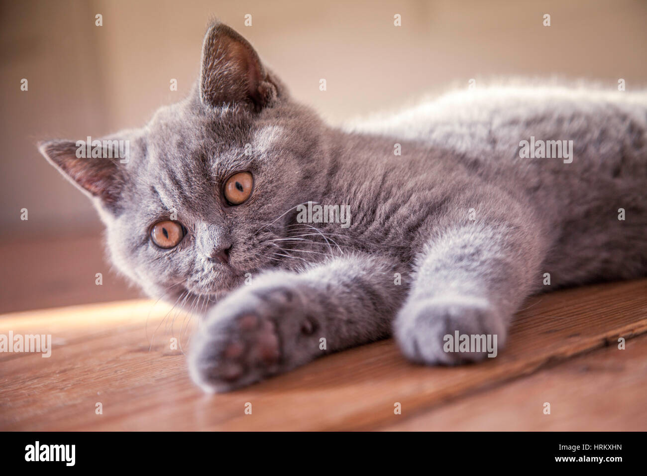 Un pedigree British Shorthair bleu chaton. Banque D'Images